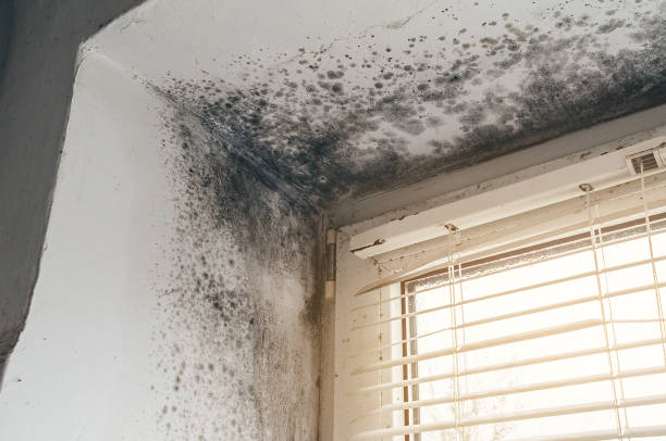 Affordable Mold Cleanup solutions in Peoria, AZ